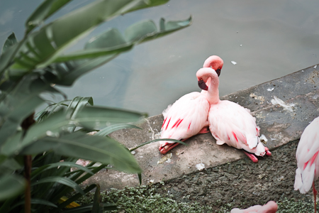九龍公園紅鶴 kowloon park flamingo