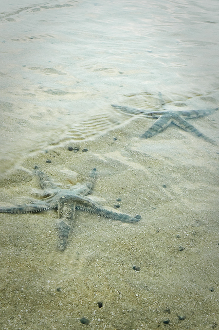 西貢海星 saikung starfish