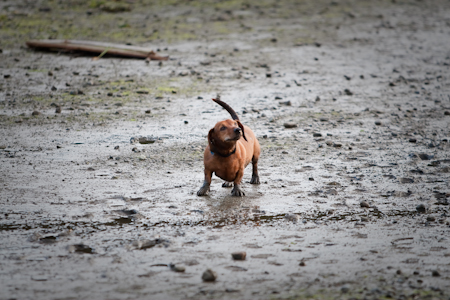 臘腸狗 weiner dog